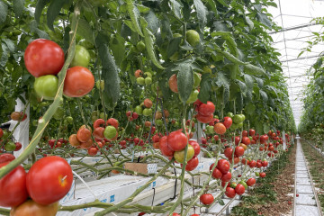 Tomaten