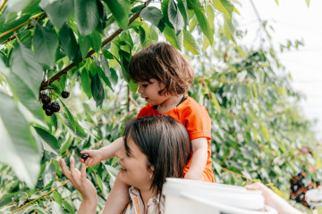 Kersenplukdagen 2025 - Terugblik